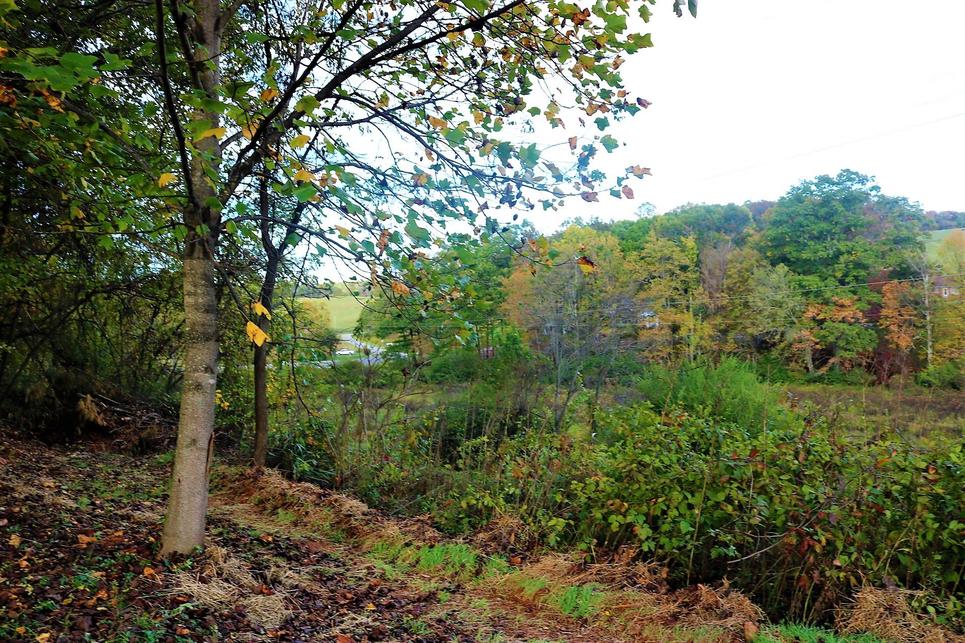 174 Spring Dale Road Southwest Floyd, VA 24091 - Photo 17 of 37 a view of a forest filled with trees in a forest