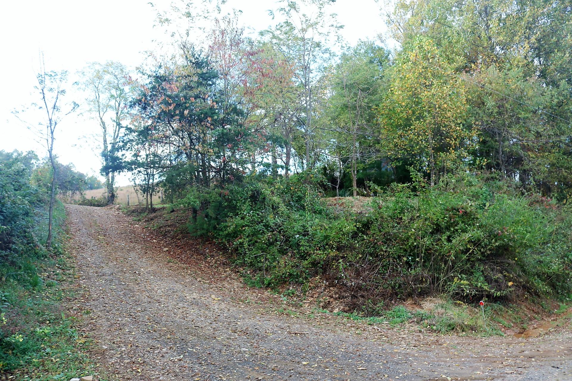 174 Spring Dale Road Southwest Floyd, VA 24091 - Photo 10 of 37 a view of a forest with trees in front of it