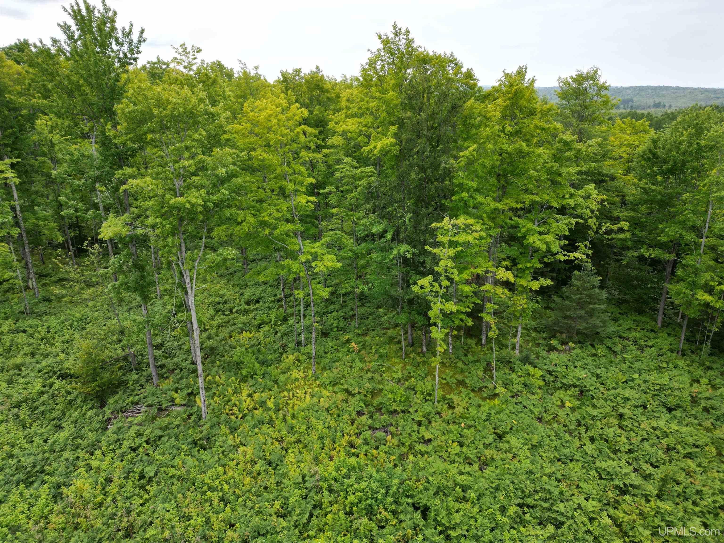Tbd Camp Five Road Crystal Falls, MI 49920 - Photo 28 of 54 Gallery Image 28