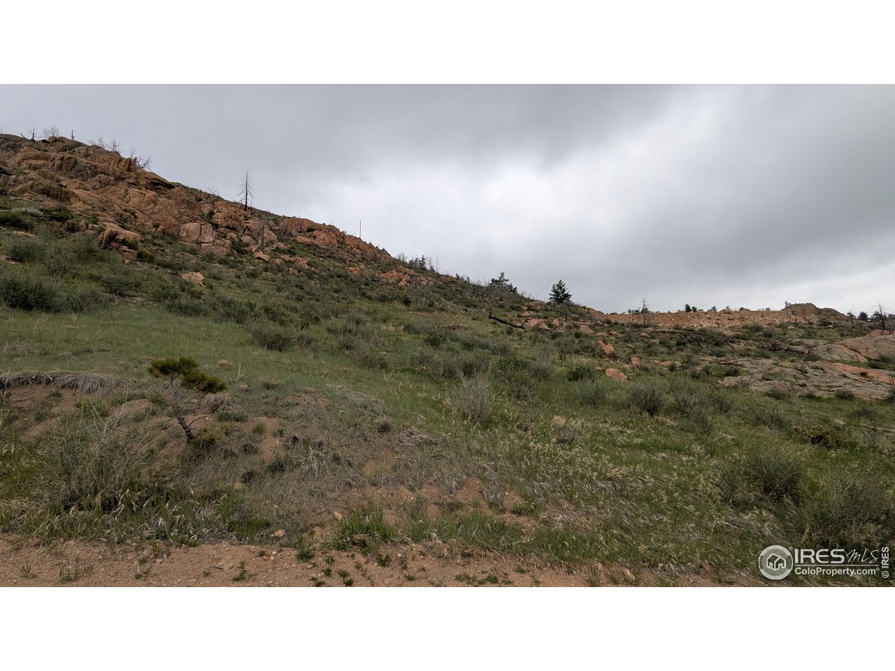 1191 Eiger Road Livermore, CO 80536 - Photo 3 of 17 a black and white photo of a forest