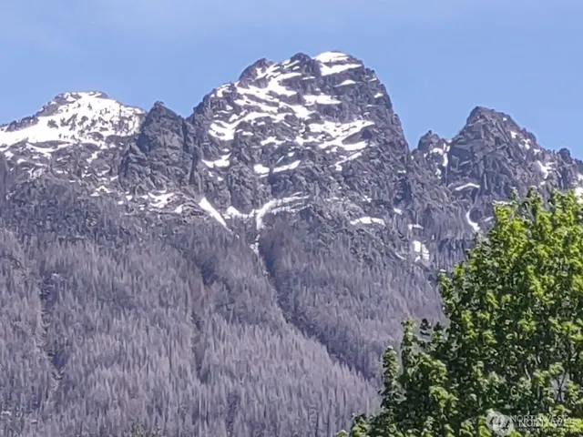 a view of a yard with plants and large trees