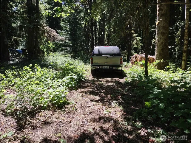 a view of dirt yard with a large tree