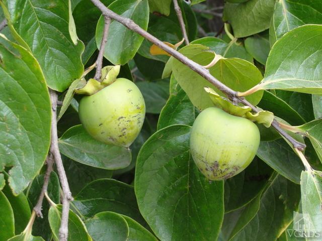 522 Avocado Place Camarillo, CA 93010 - Photo 8 of 30 a view of a fan