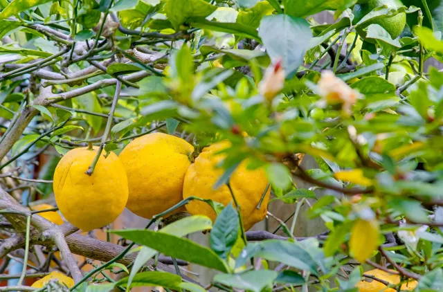 $1,799,500 | 3039 Dumas Street, San Diego, CA 92106