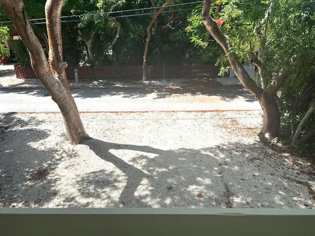 a view of a tree in the middle of a yard