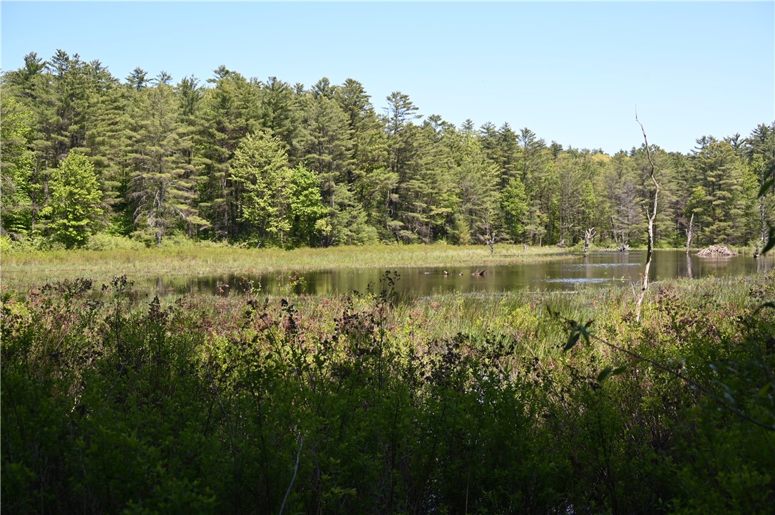 276 Starr Road Otego, NY 13825 - Photo 2 of 11 Wilderness pond is amazing for wildlife.