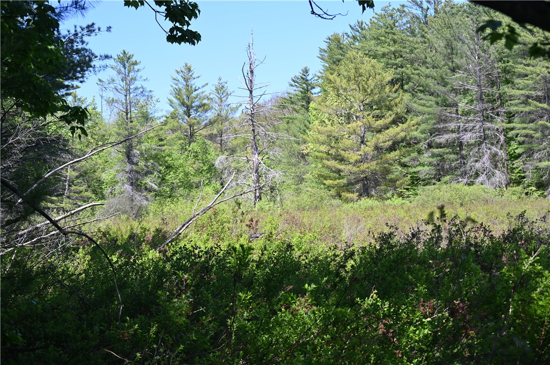 276 Starr Road Otego, NY 13825 - Photo 7 of 11 Wild feel in these woods