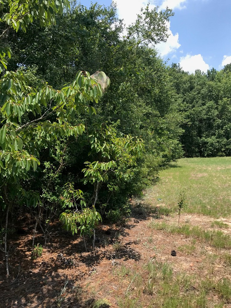 0 Green Acres Road Salley, SC 29137 - Photo 3 of 6