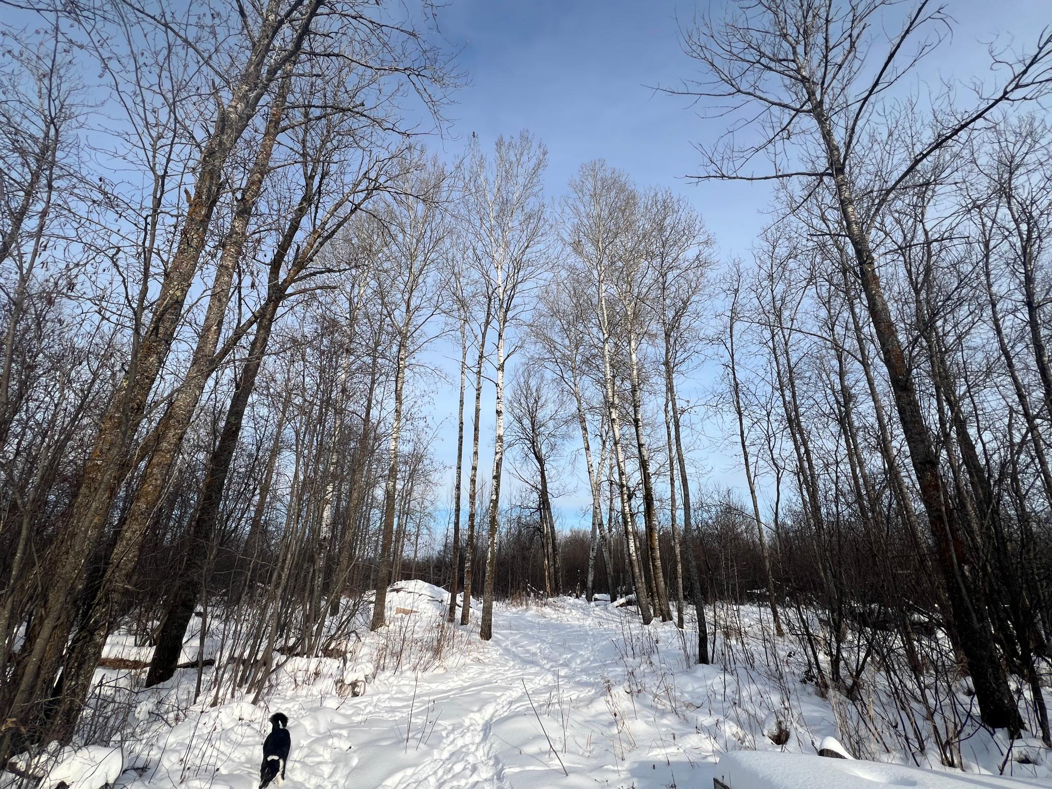 Tbd Seville Road Saginaw, MN 55779 - Photo 6 of 19