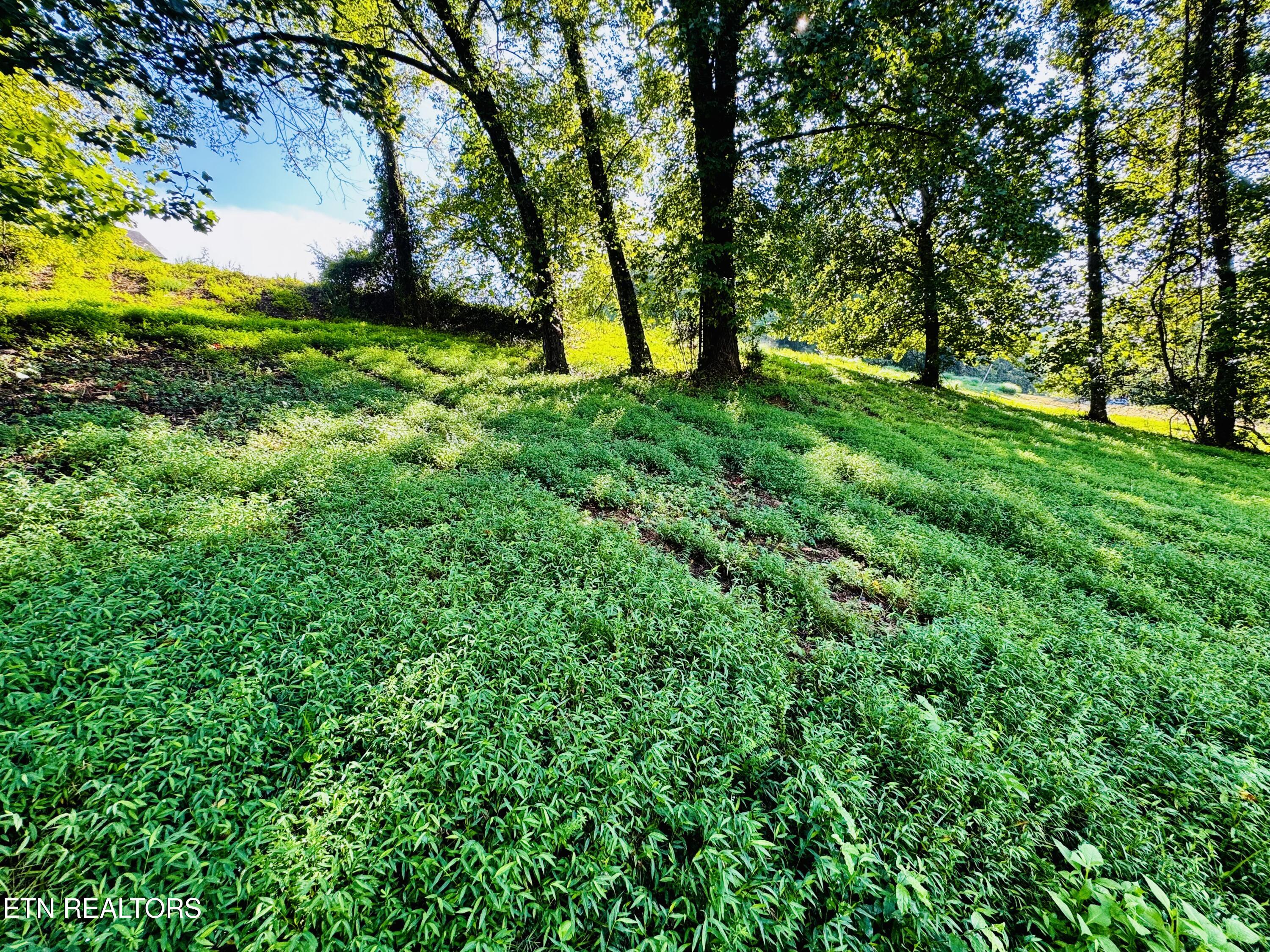 Lot 207 Clyde Ed Road Kodak, TN 37764 - Photo 3 of 14 IMG_3992