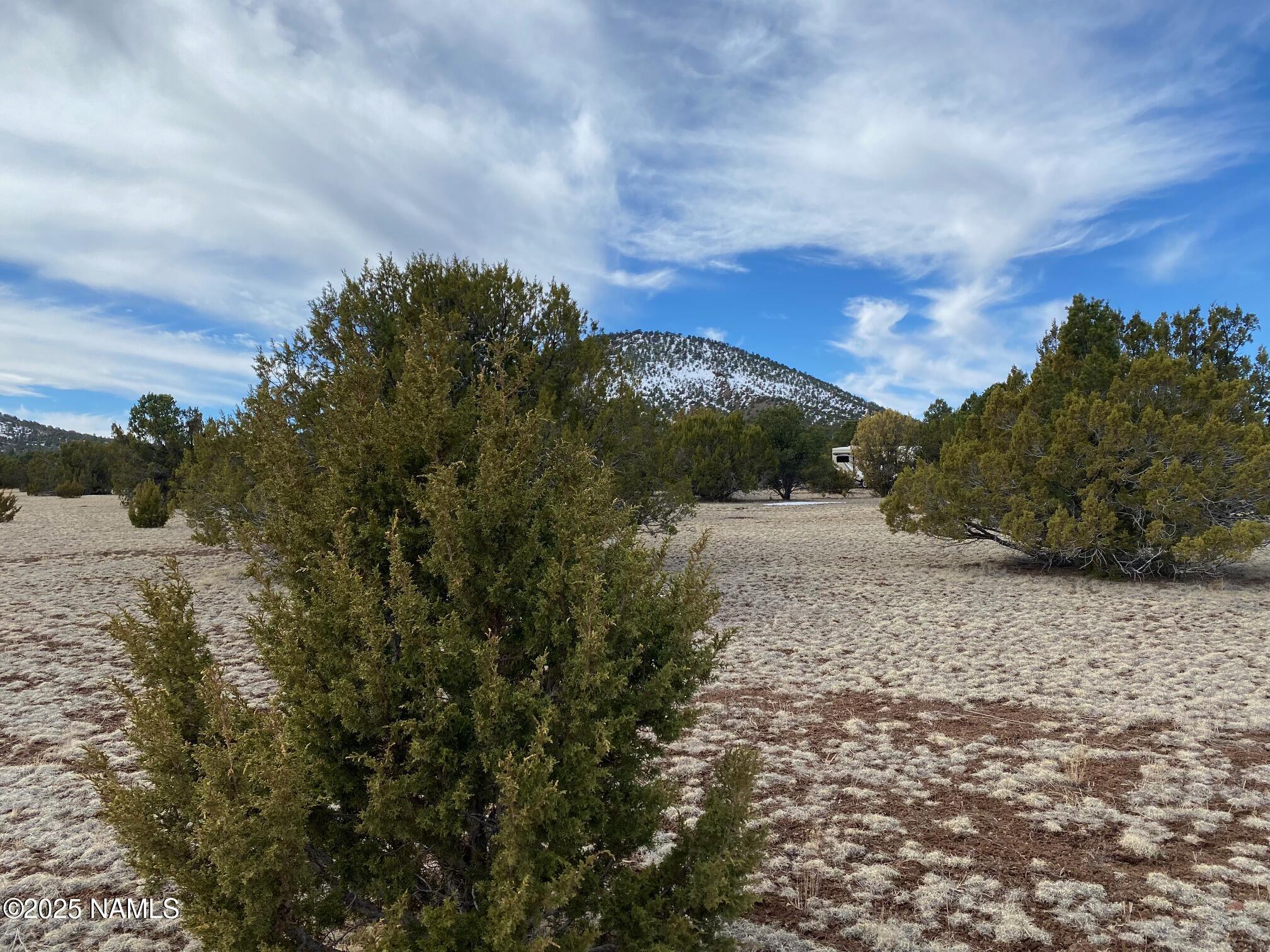7378 Tulip Trail Williams, AZ 86046 - Photo 4 of 19 a view of a yard with plants and a large tree