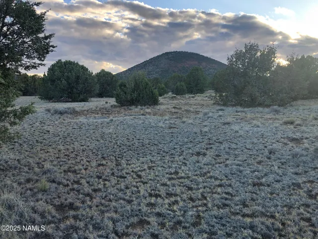 a view of a dry yard with lots of green space