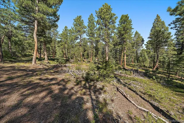 a view of a yard with trees