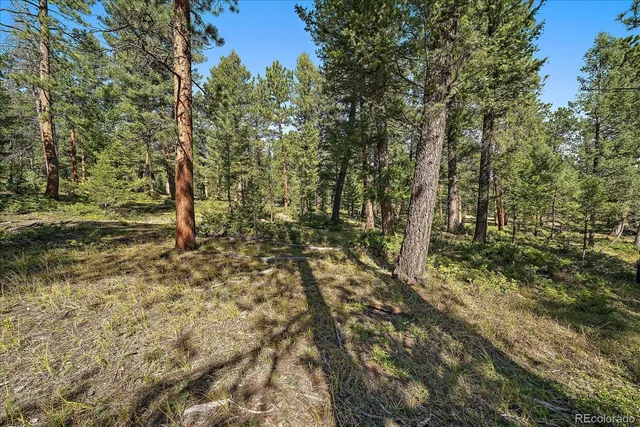 a view of a forest with trees