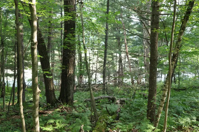 $99,900 | Lot 11 103rd Street, Frederic, WI 54837