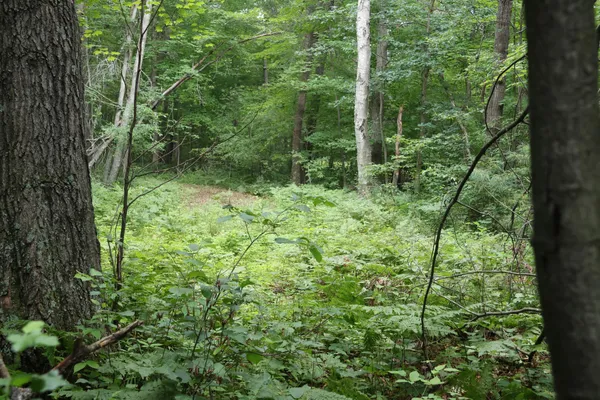 $99,900 | Lot 11 103rd Street, Frederic, WI 54837