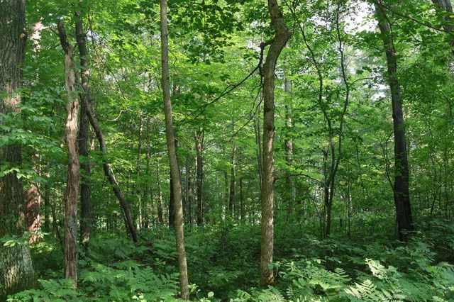 $99,900 | Lot 11 103rd Street, Frederic, WI 54837