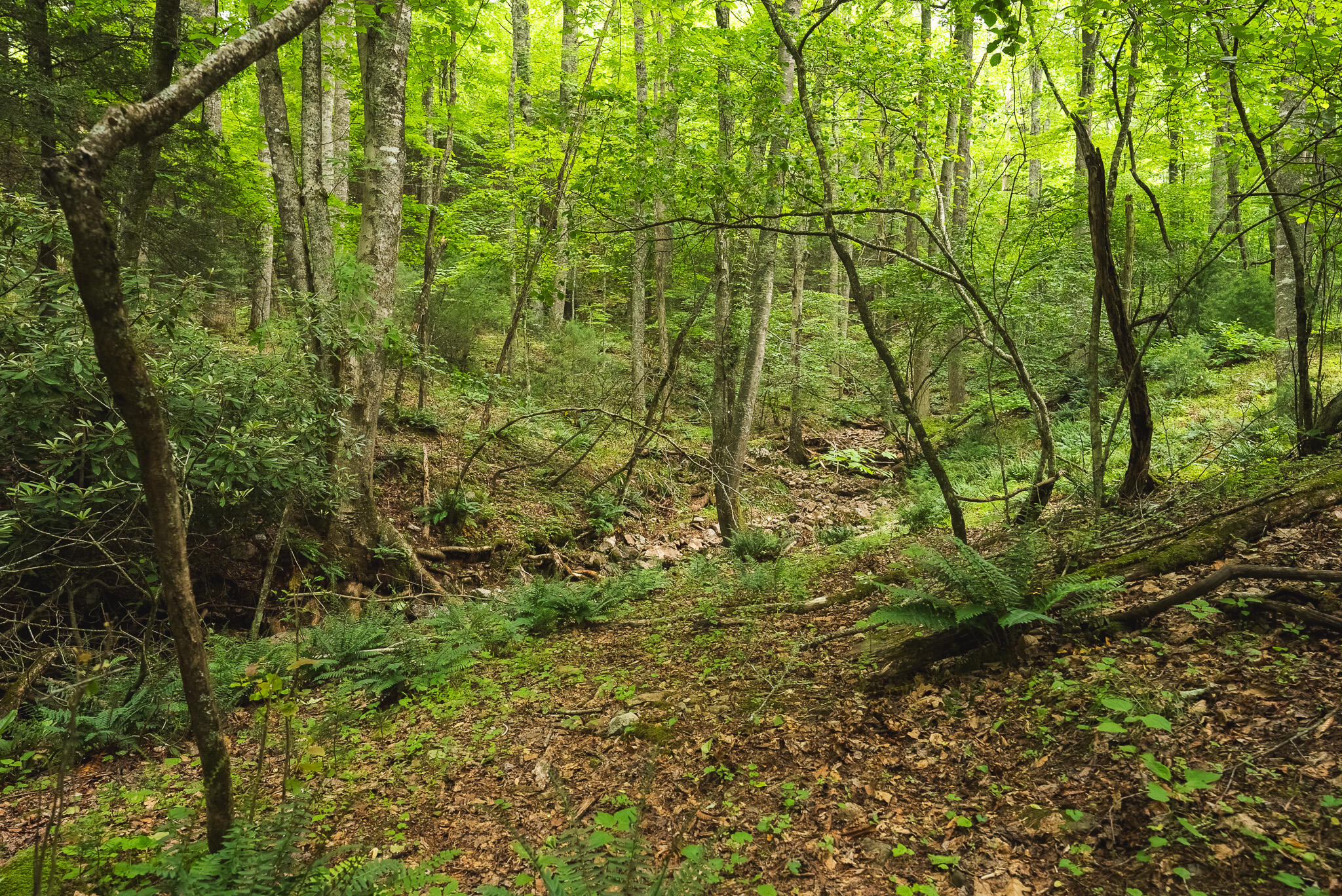 Tbd Macks Mountain Road Northwest Indian Valley, VA 24105 - Photo 13 of 45 DSC01592