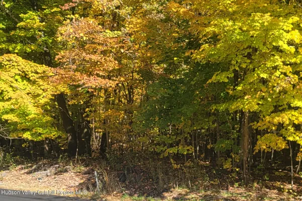 a view of a tree