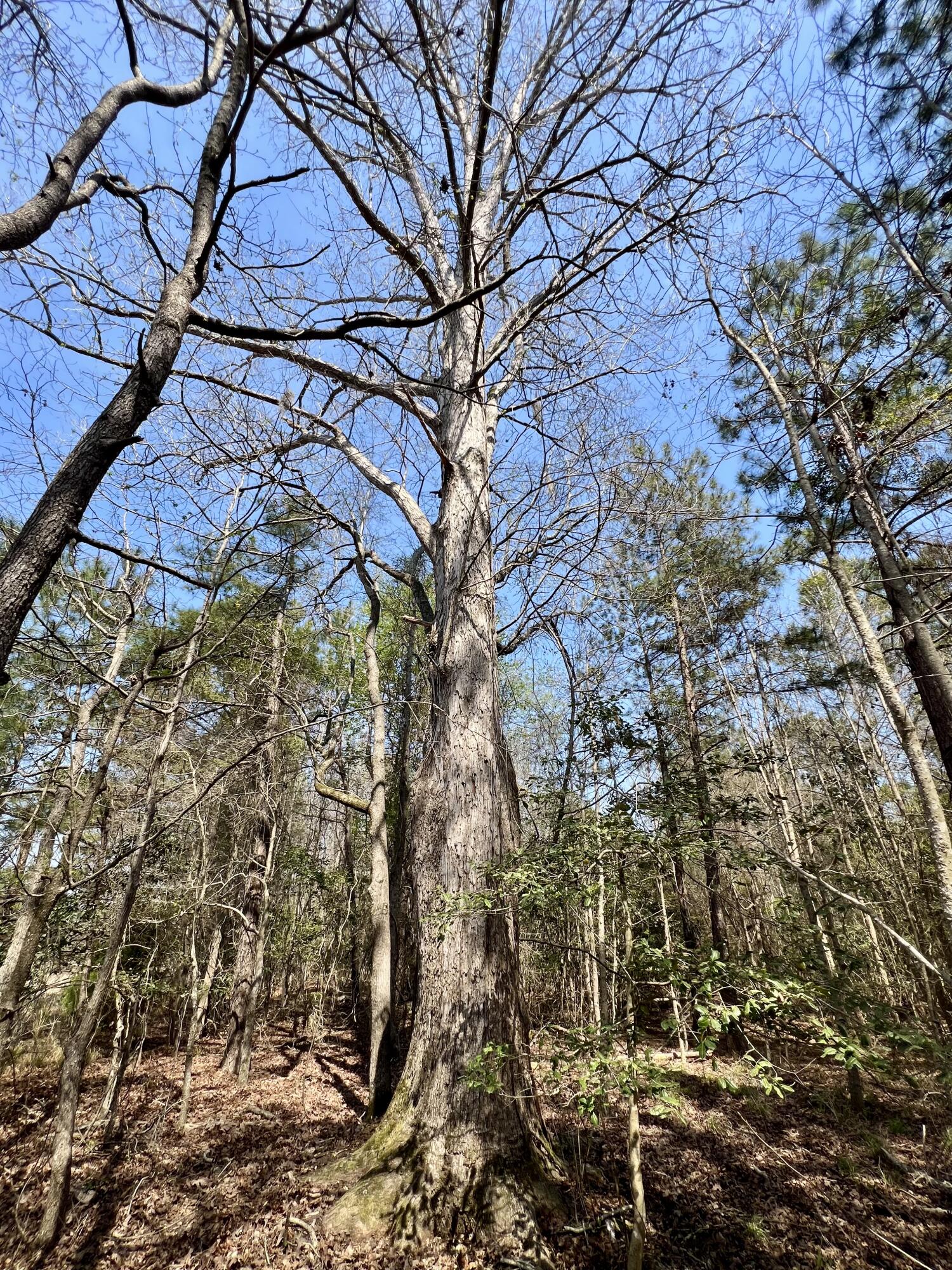 1 Westbury Road St. George, SC 29477 - Photo 14 of 29 IMG_8135