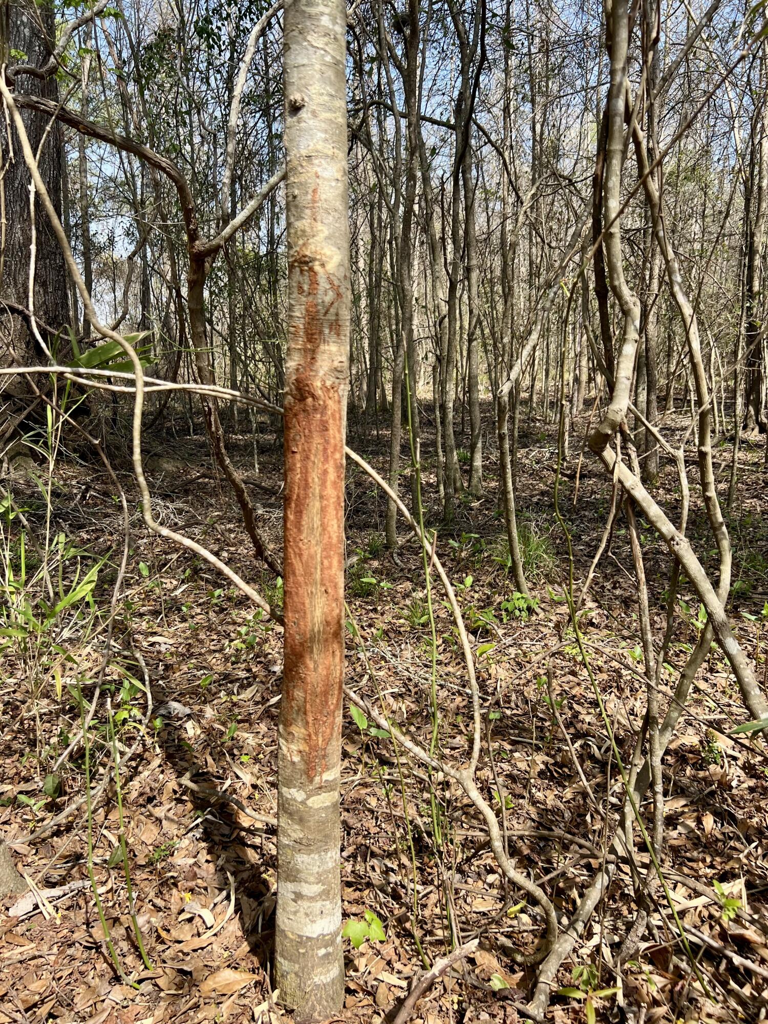 1 Westbury Road St. George, SC 29477 - Photo 15 of 29 IMG_8137