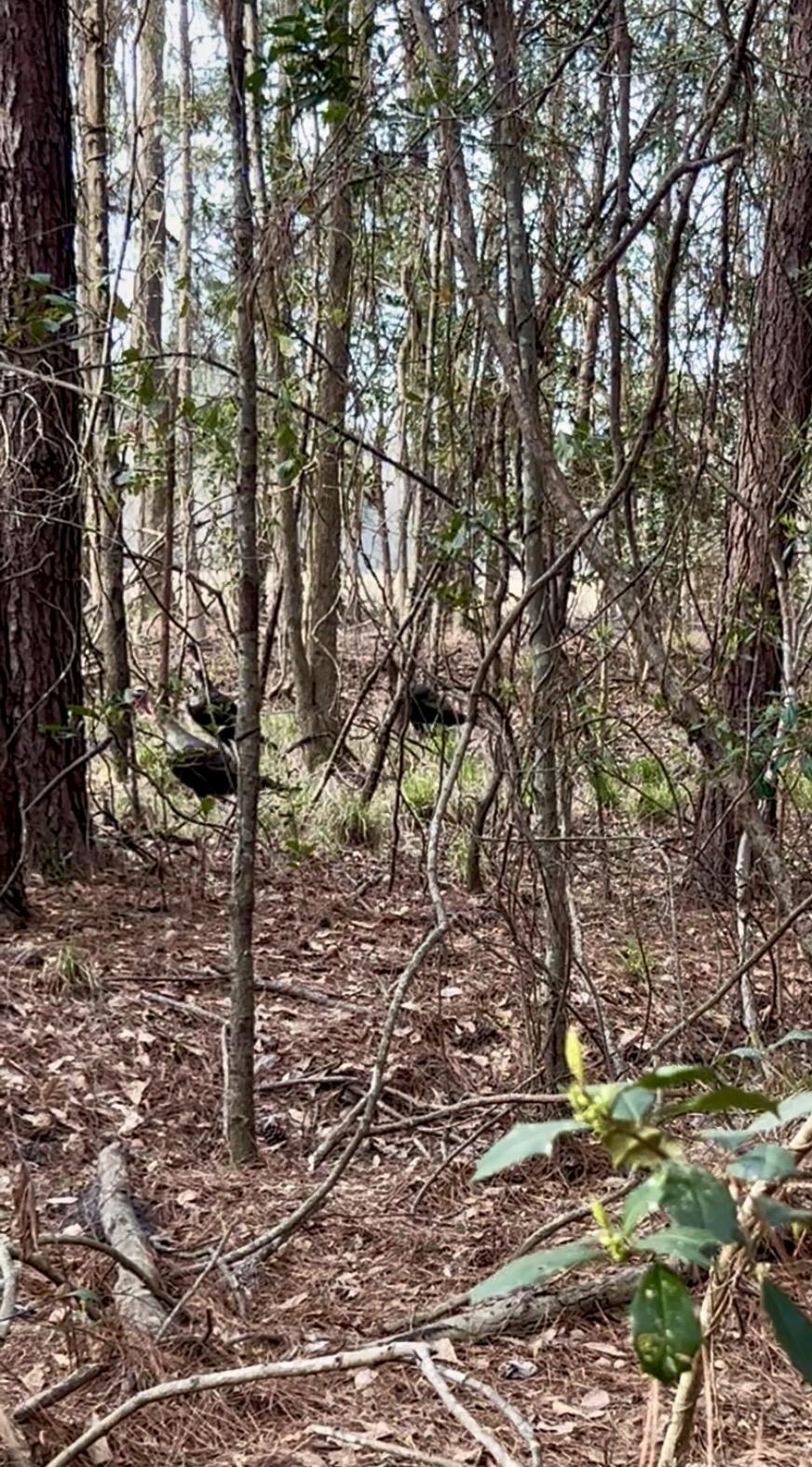 1 Westbury Road St. George, SC 29477 - Photo 16 of 29 IMG_8187