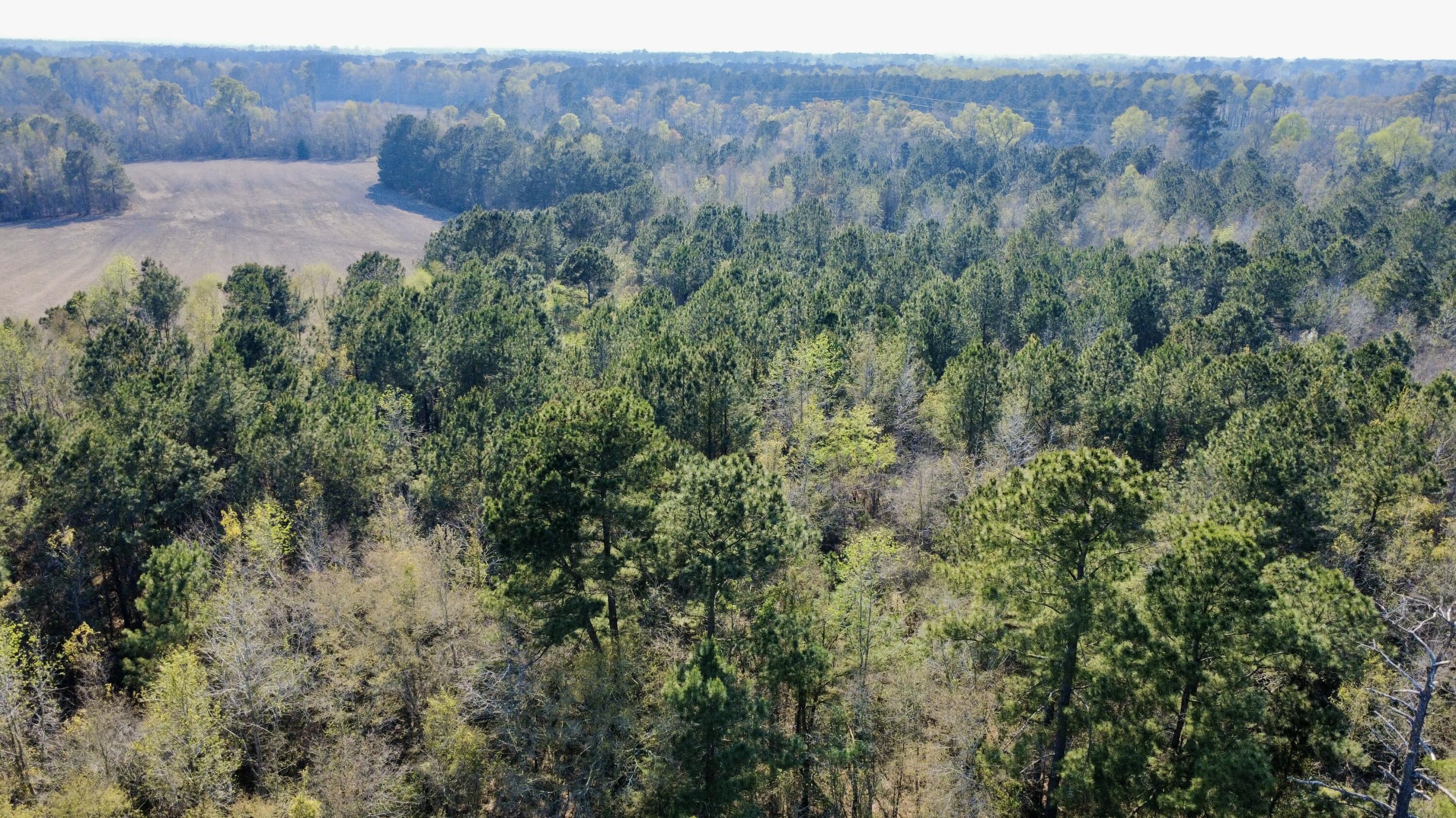1 Westbury Road St. George, SC 29477 - Photo 17 of 29 IMG_8150