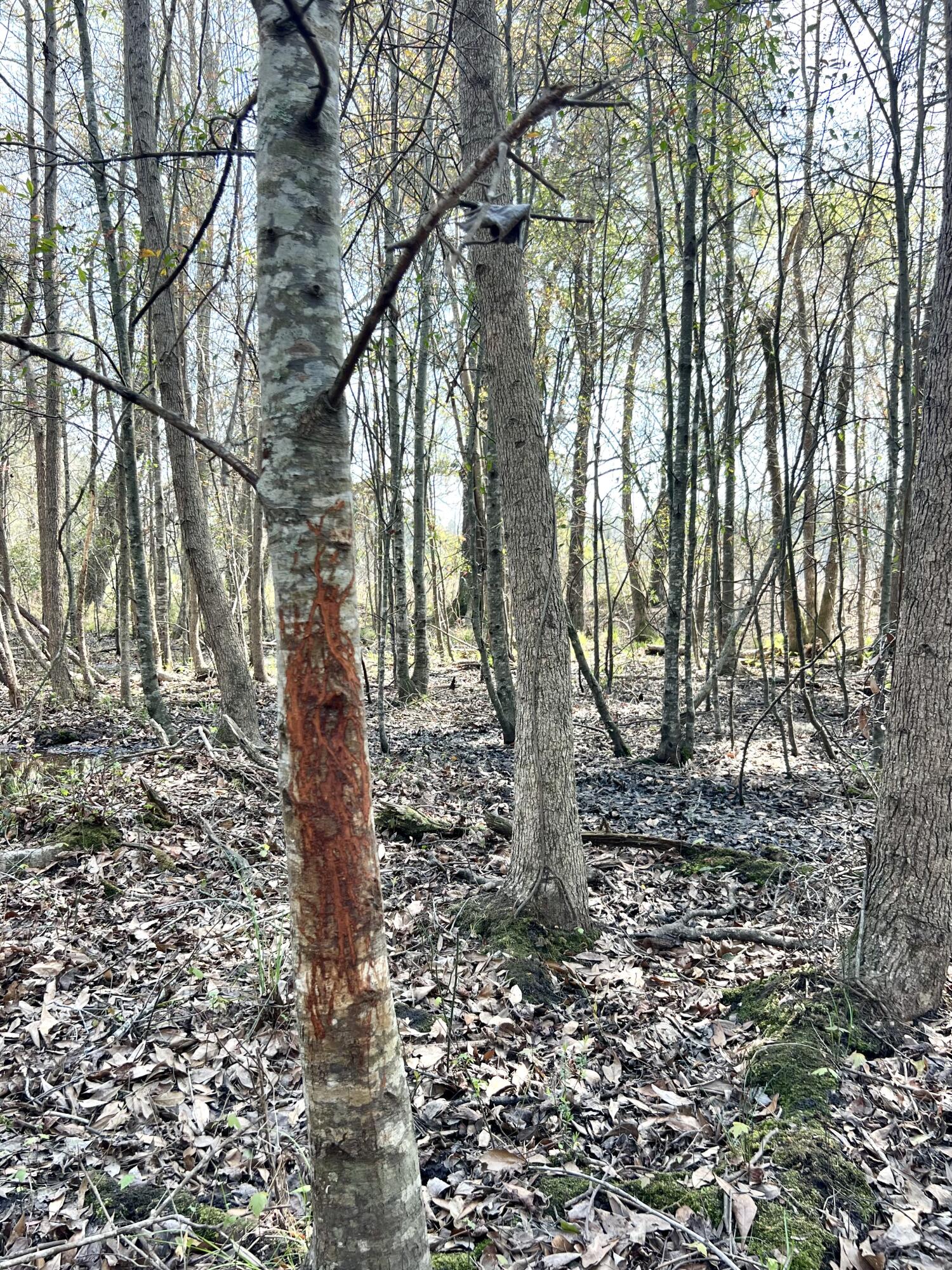 1 Westbury Road St. George, SC 29477 - Photo 18 of 29 IMG_8136