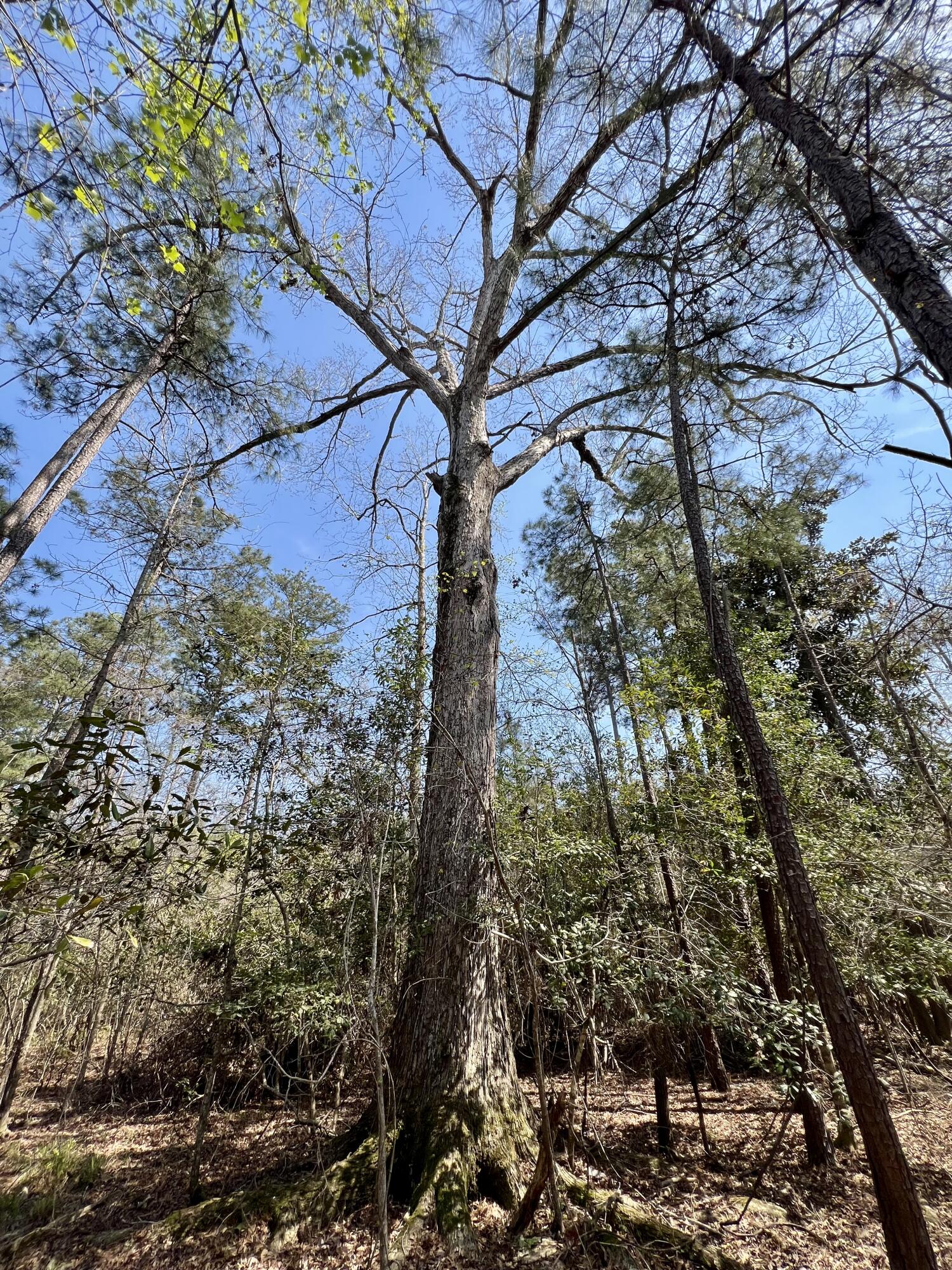 1 Westbury Road St. George, SC 29477 - Photo 19 of 29 IMG_8134