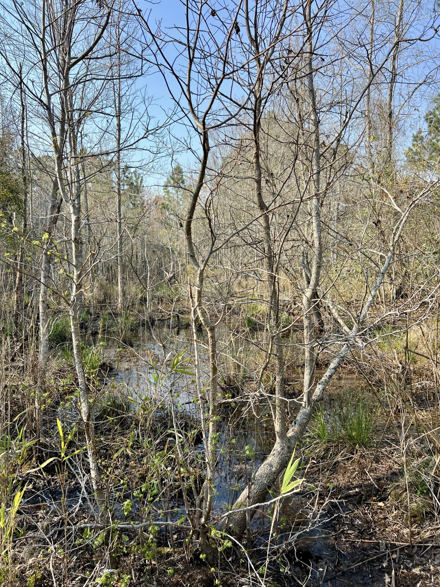 1 Westbury Road St. George, SC 29477 - Photo 22 of 29 IMG_8154