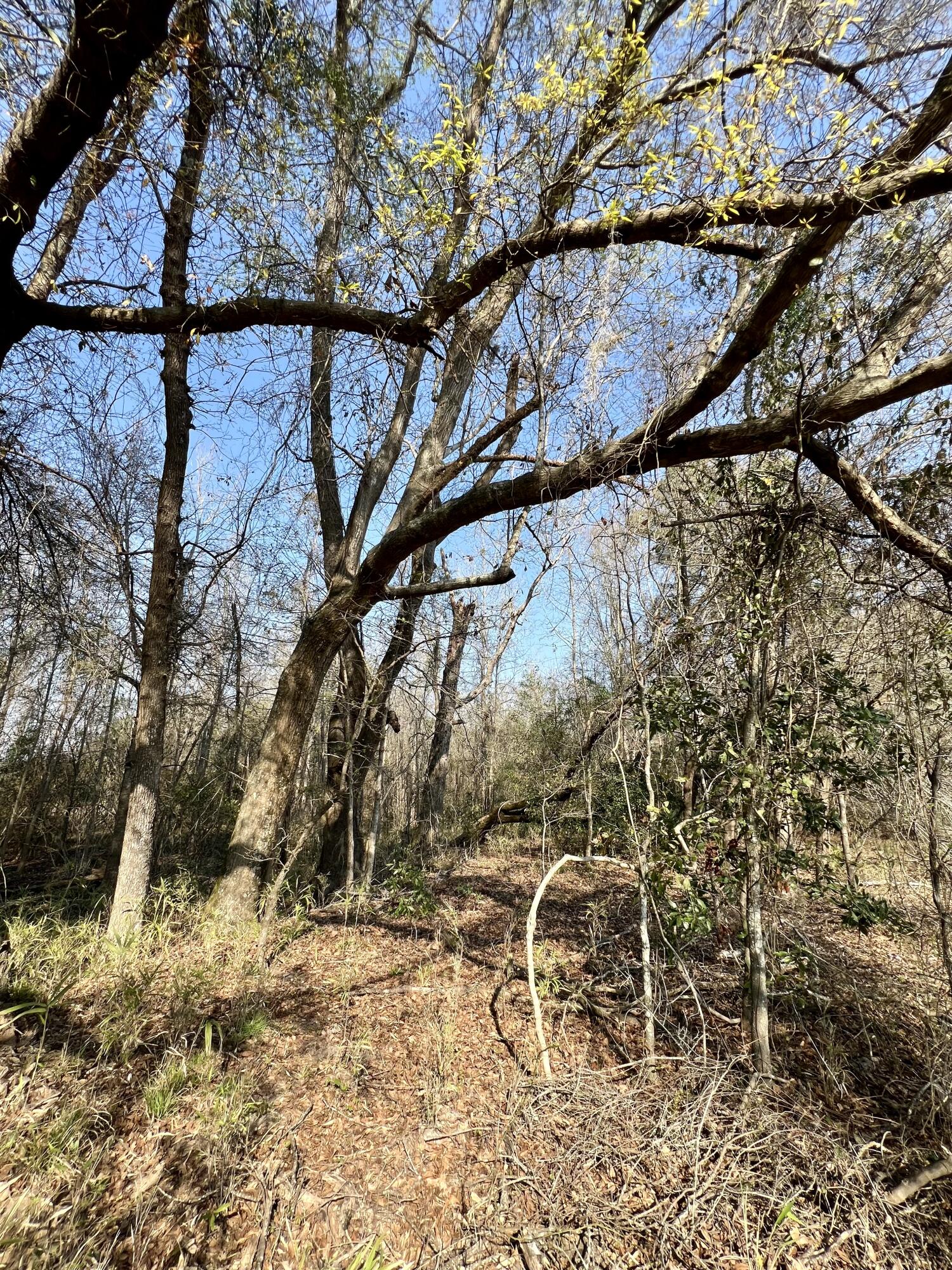 1 Westbury Road St. George, SC 29477 - Photo 26 of 29 IMG_8153