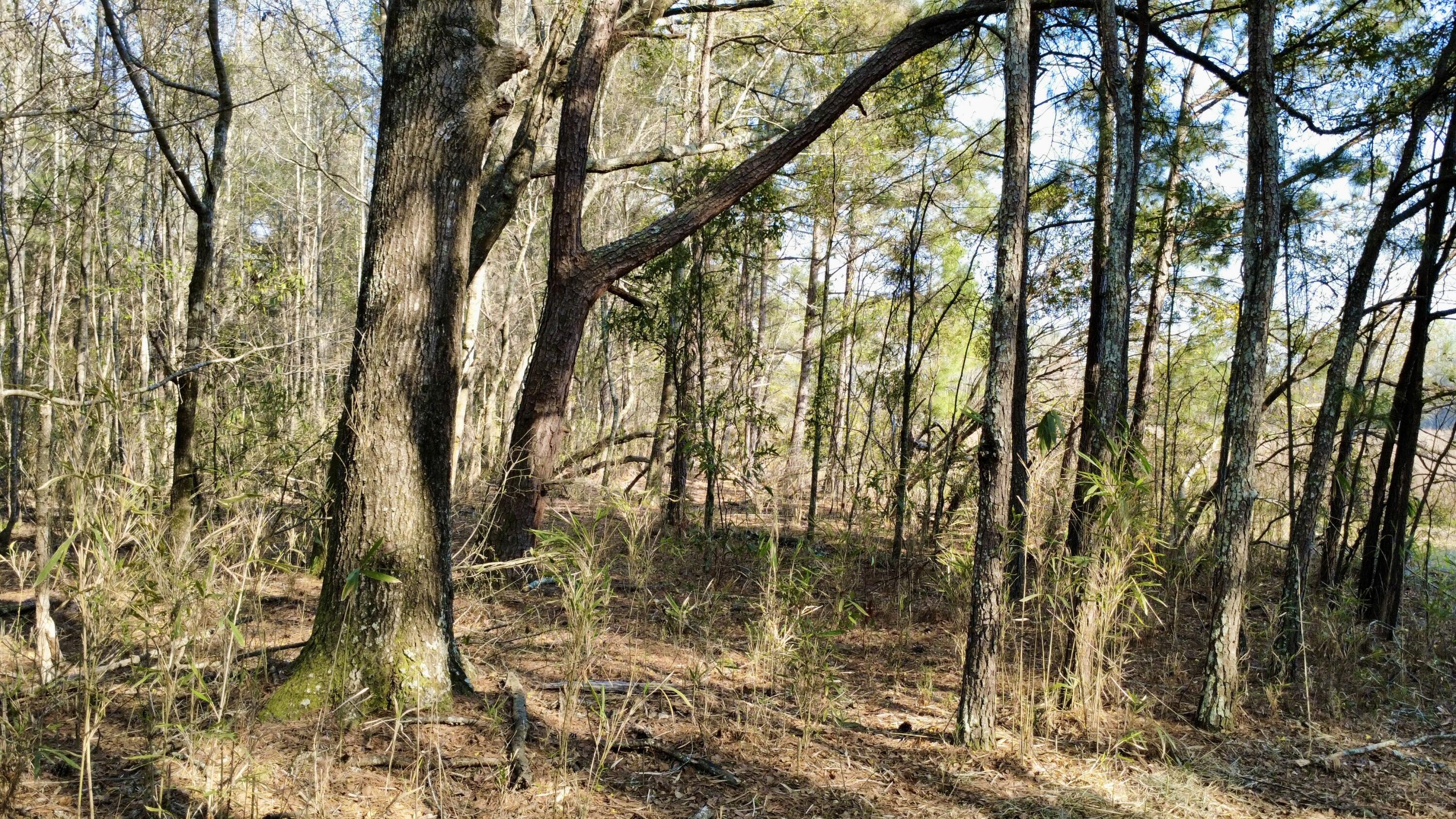1 Westbury Road St. George, SC 29477 - Photo 4 of 29 IMG_8171