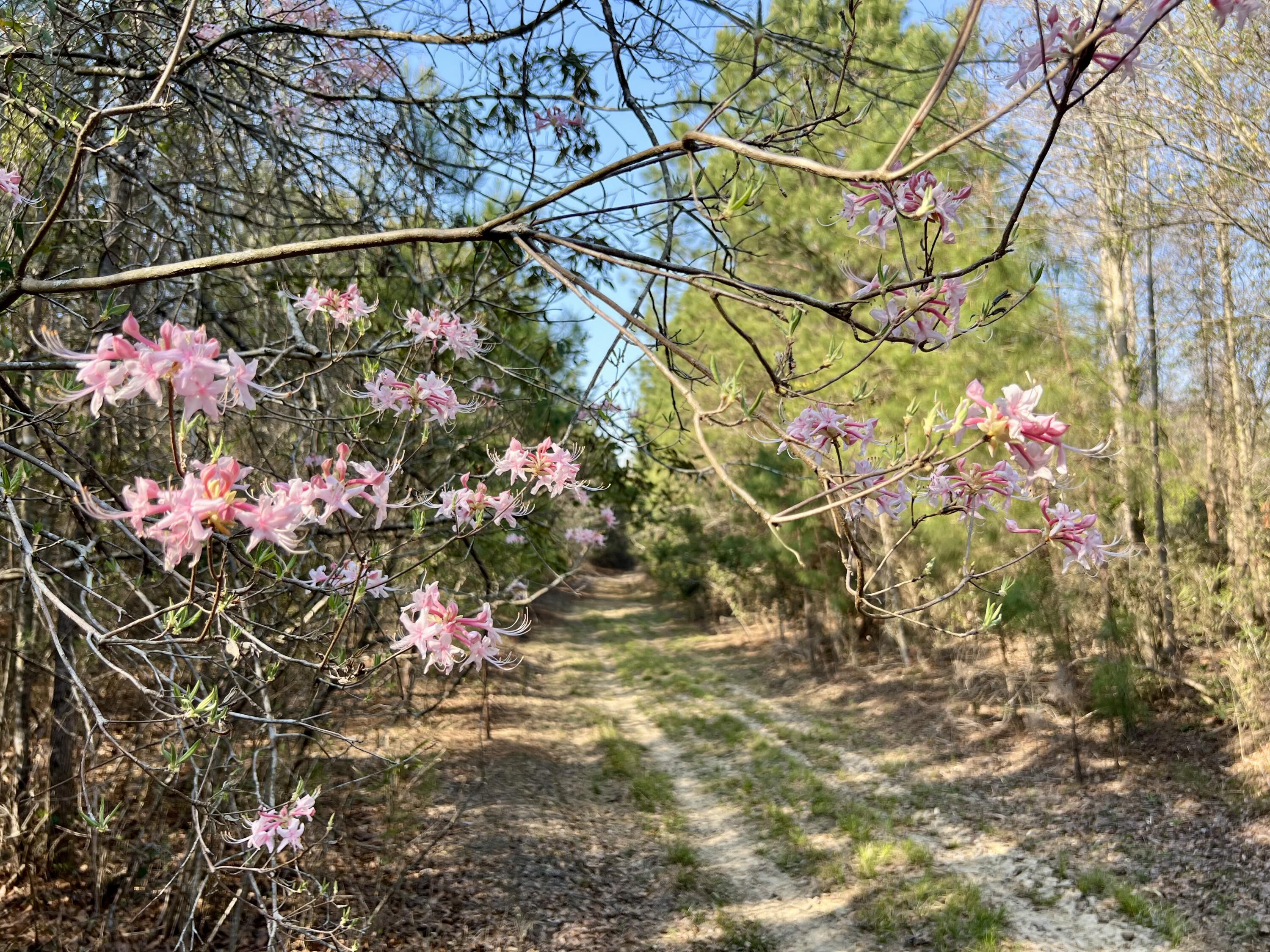1 Westbury Road St. George, SC 29477 - Photo 10 of 29 IMG_8157