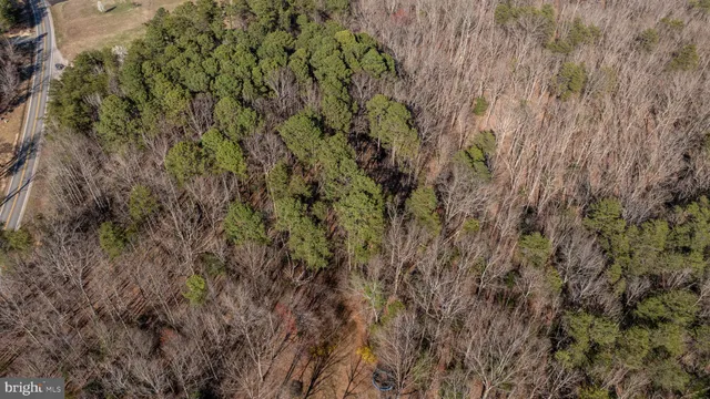 a close up of a plant in a garden