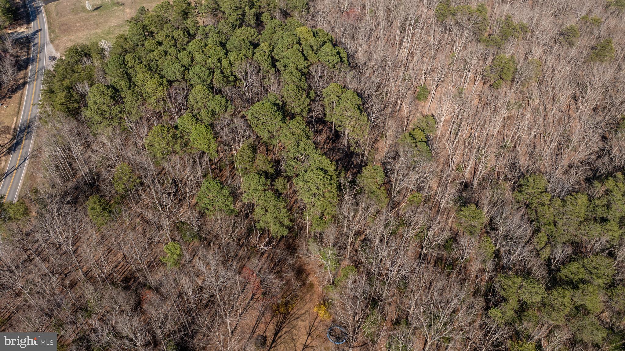 4669 Partlow Road Partlow, VA 22534 - Photo 12 of 16 a close up of a plant in a garden