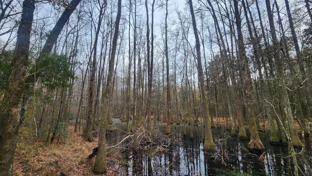 15.05 Pera Road Samson, AL 36477 - Photo 26 of 29