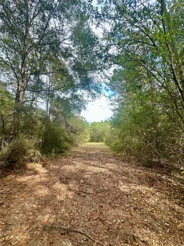 a view of a big yard with plants and large trees