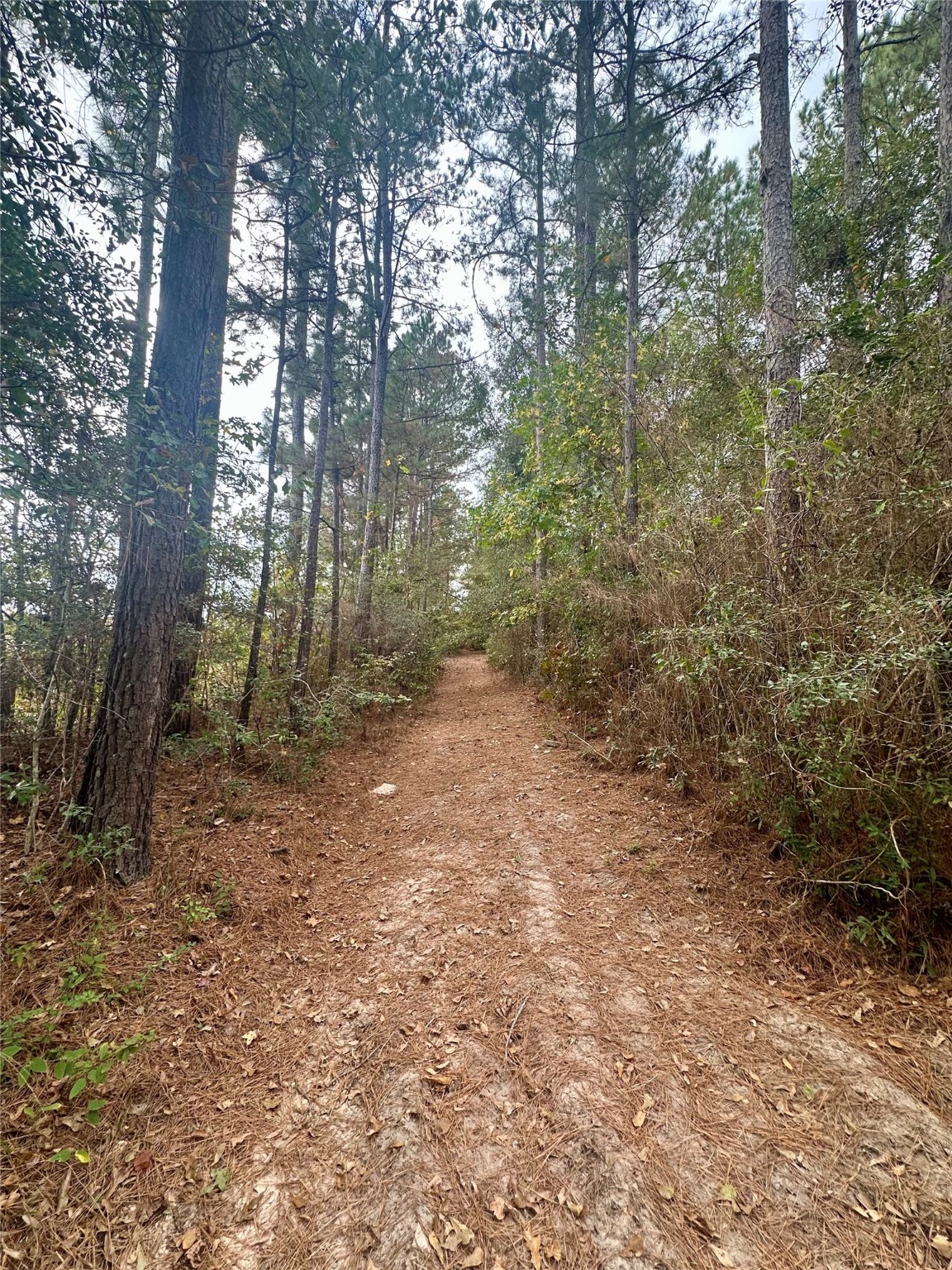 11140 FM 1484 Road Conroe, TX 77303 - Photo 17 of 43 a view of a forest with trees