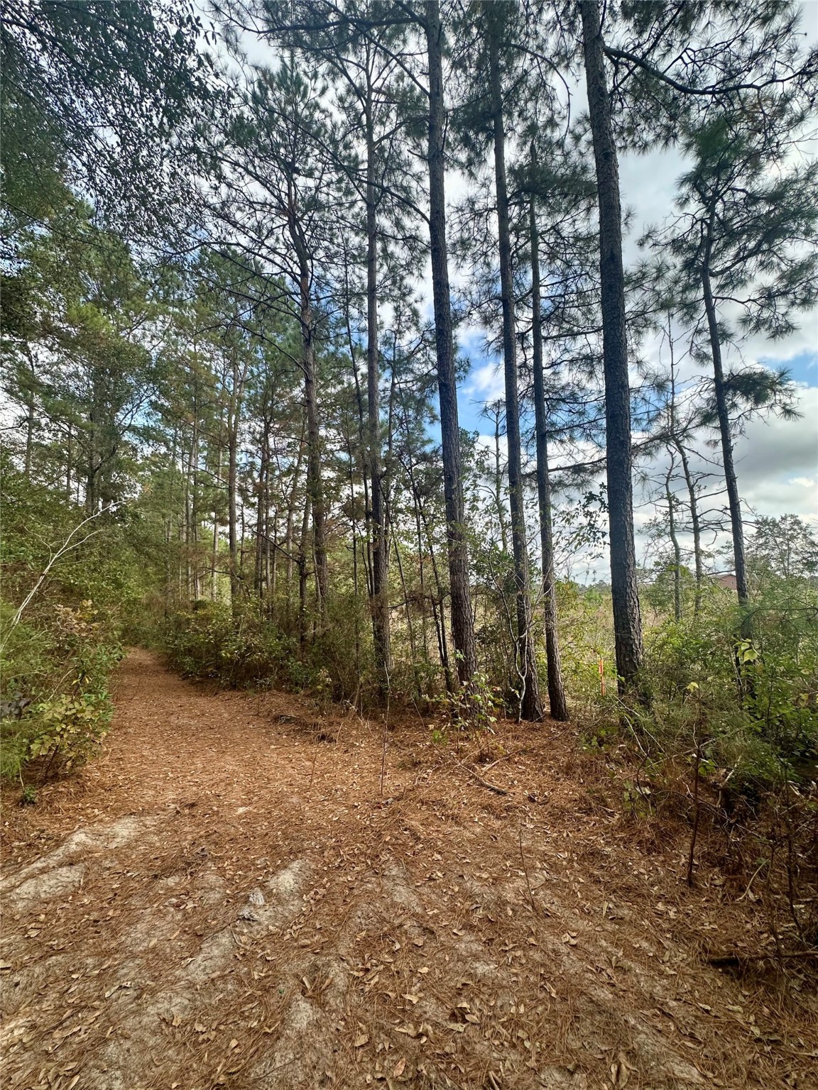 11140 FM 1484 Road Conroe, TX 77303 - Photo 18 of 43 a view of outdoor space and trees