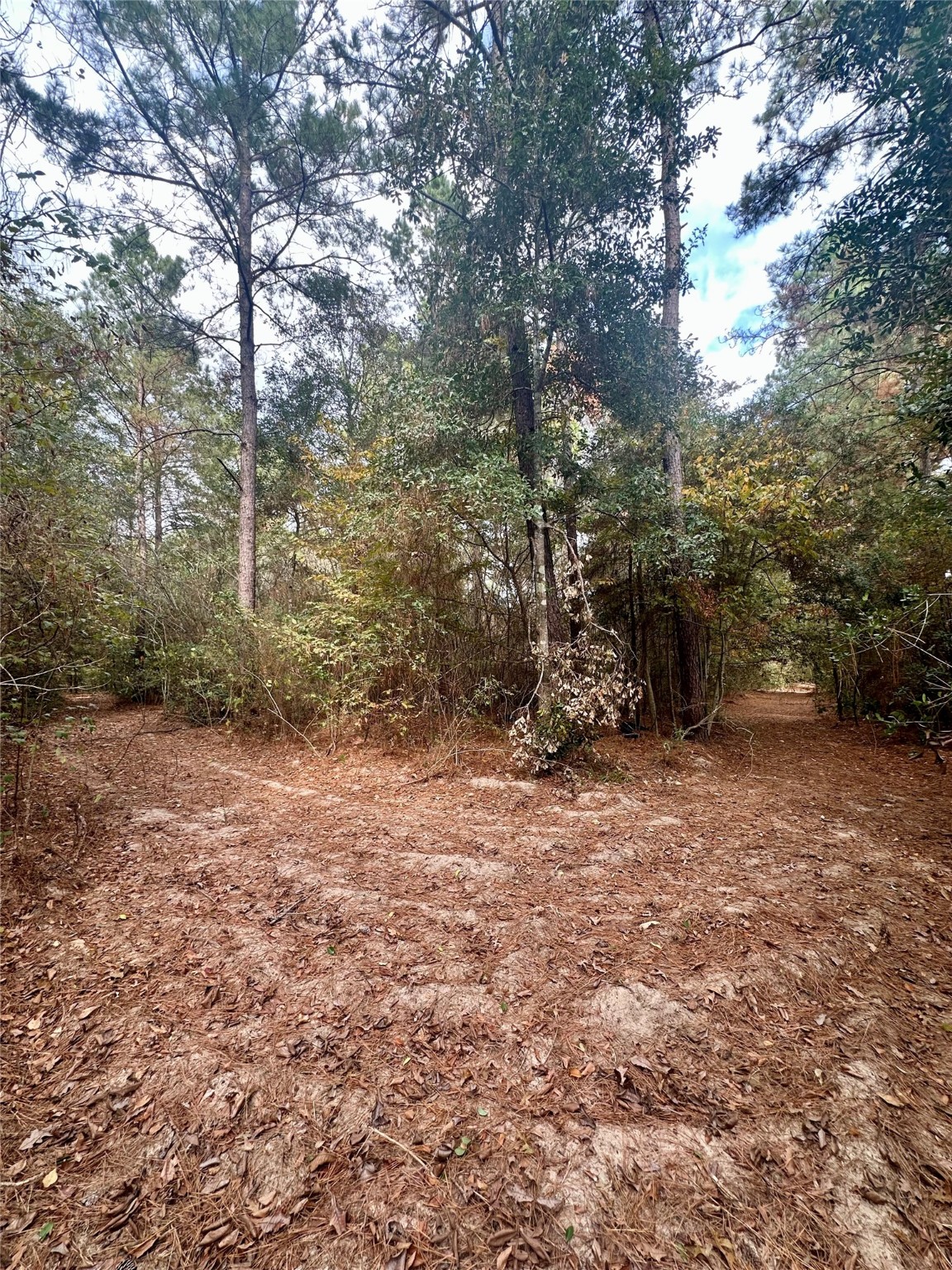 11140 FM 1484 Road Conroe, TX 77303 - Photo 19 of 43 a view of a yard with trees