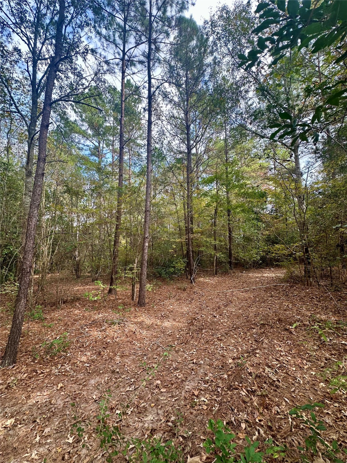 11140 FM 1484 Road Conroe, TX 77303 - Photo 20 of 43 a view of outdoor space with trees