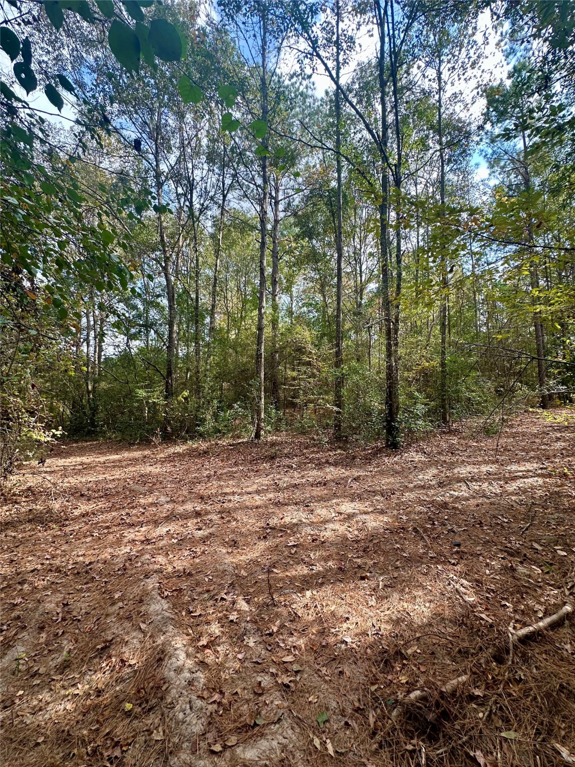 11140 FM 1484 Road Conroe, TX 77303 - Photo 21 of 43 a view of outdoor space with trees