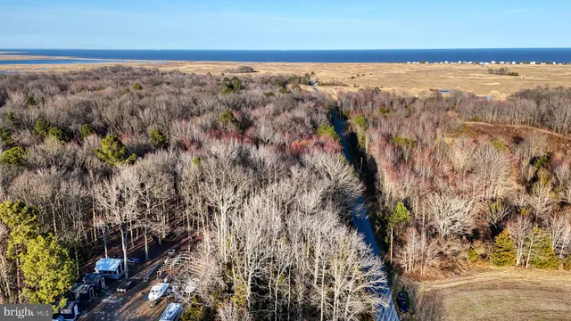 a close up of a tree