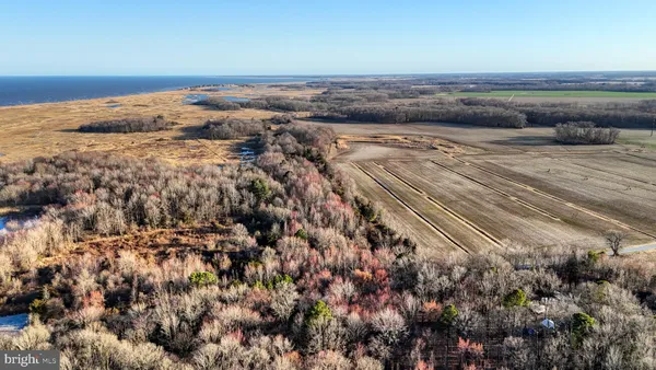 a view of a tree in a yard