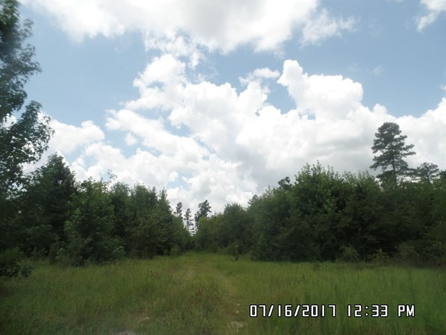 0 Legion Road Blackville, SC 29817 - Photo 2 of 6