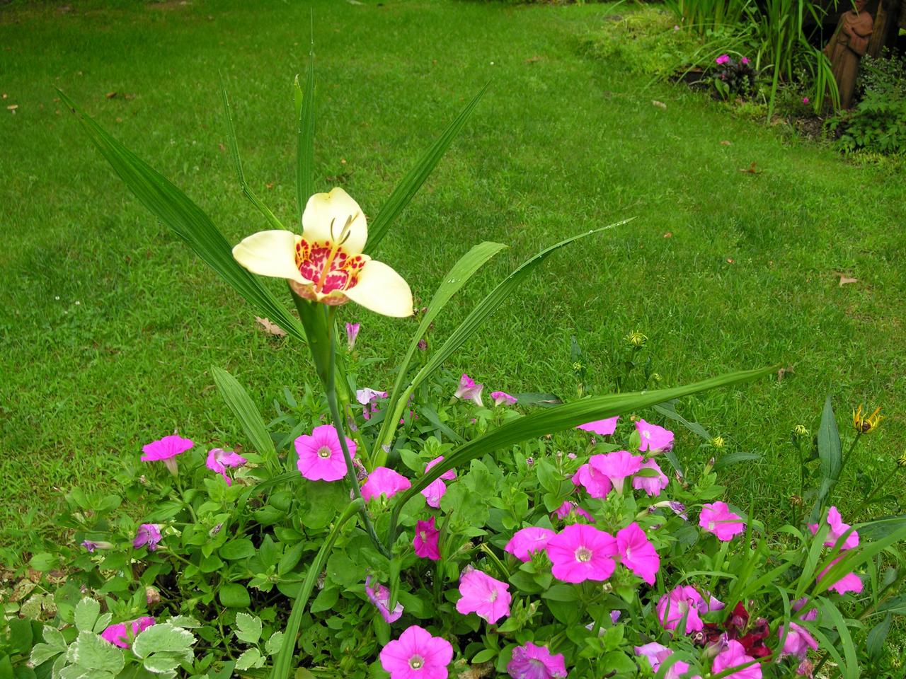 Shafran Rd Lake Lake Ariel, PA 18436 - Photo 5 of 5 garden