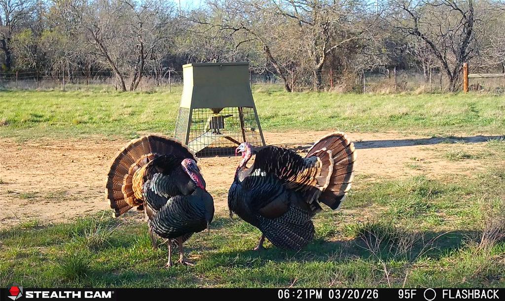 4909 Barton Chapel Road Jacksboro, TX 76458 - Photo 17 of 37 a view of backyard with outdoor seating and green space
