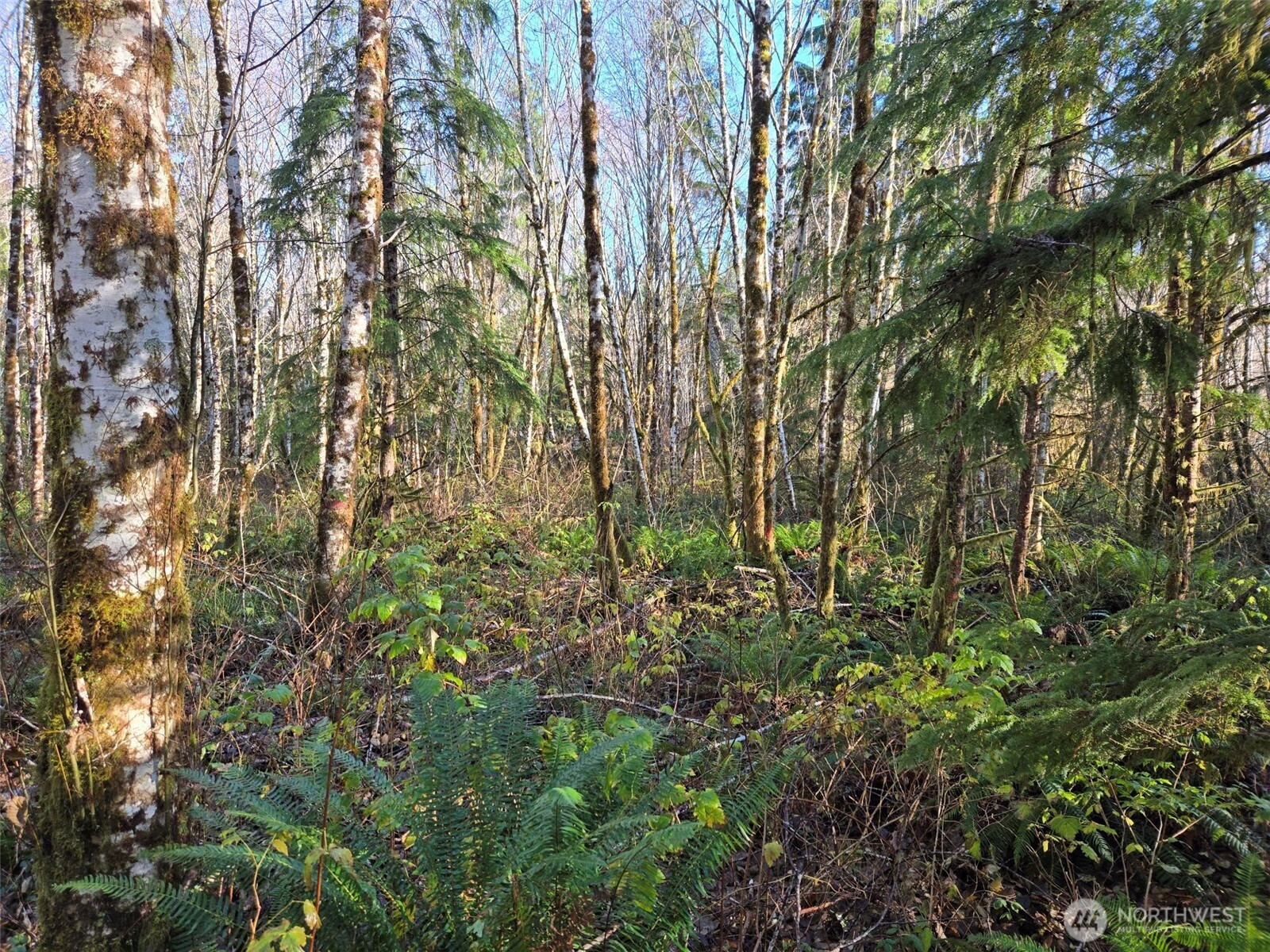 -nka Fall River Road Cosmopolis, WA 98537 - Photo 4 of 11 a view of a yard with plants and trees
