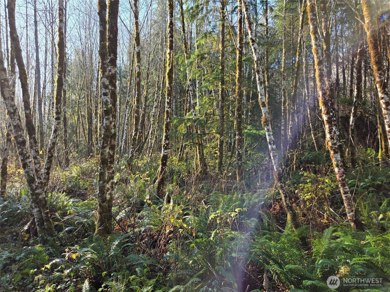 -nka Fall River Road Cosmopolis, WA 98537 - Photo 5 of 11 a close up of a plant in a garden