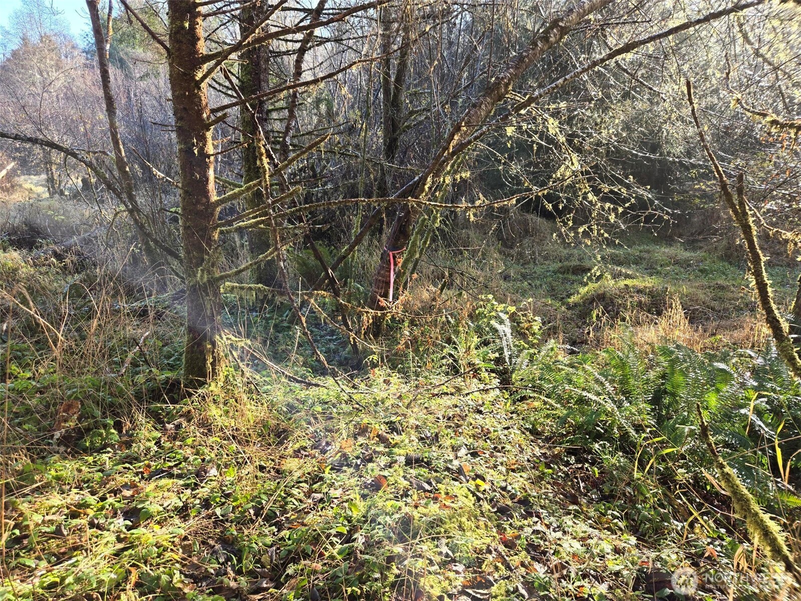 -nka Fall River Road Cosmopolis, WA 98537 - Photo 6 of 11 a view of a tree